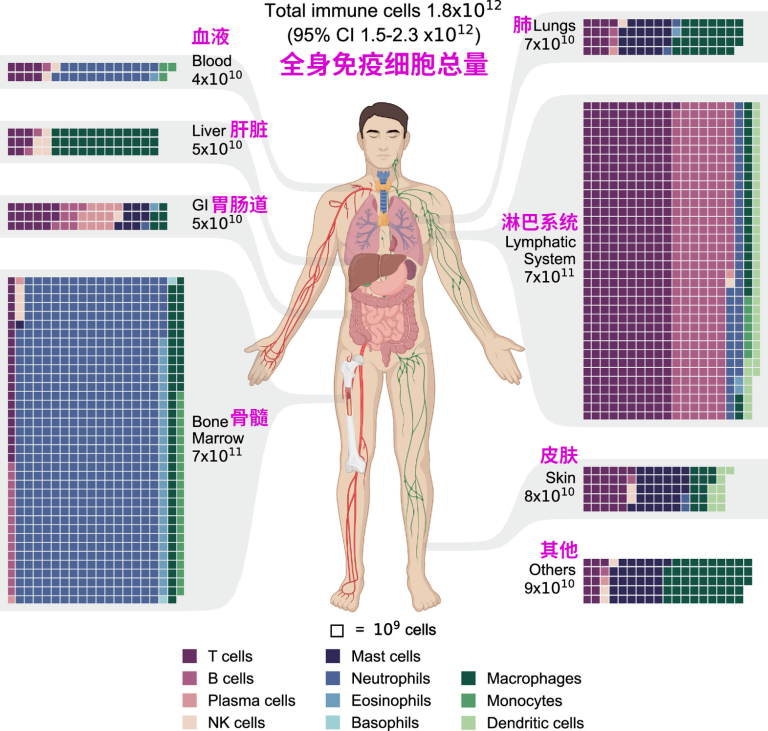 今日话题：如何应对衰老带来的免疫危机